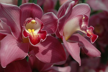 A close-up shot features two vibrant pink orchids with intricate red and yellow centers. The petals have visible veins and a soft texture. The background is a blurred mass of similar pink flowers, suggesting a lush garden or floral display.