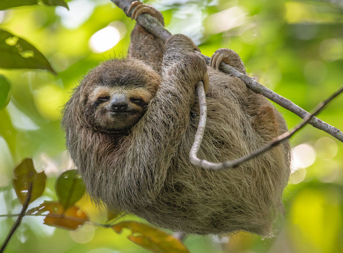 three-toed sloths, honduras