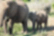 A group of elephants walking in a grassy, sunlit area. The image shows a large adult elephant in the foreground eating grass, followed closely by two younger elephants. Another elephant is partially visible in the background near a leafless tree. Kruger National Park, South Africa | Enchanted Wanderings
