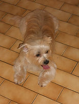 Toilettage a domicile Aboiezen, saint pierre en auge