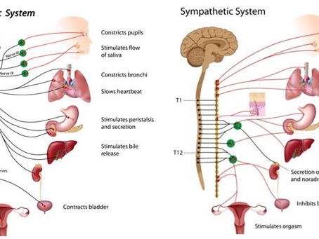 STREAM and THE PRIMACY of the ANS