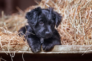 Mailand Fotografie, Tierfotografie
