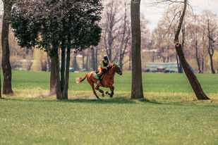 Mailand Fotografie, Tierfotografie