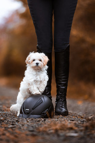 Mailand Fotografie, Tierfotografie