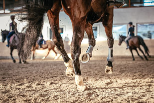 Mailand Fotografie, Tierfotografie