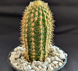 PXL_20240817_131822305.jpg