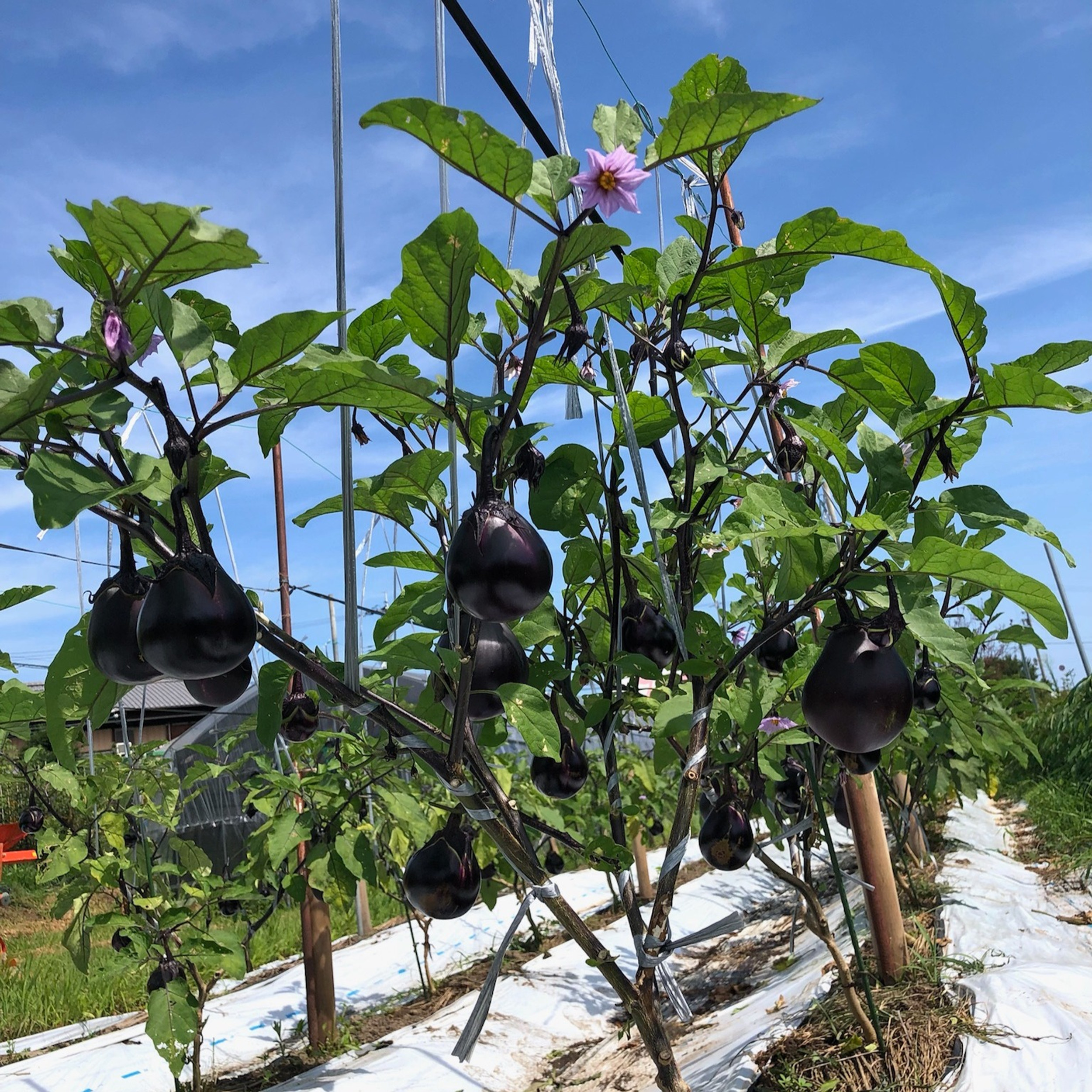 ファーム ナス30kg 鳥飼茄子 | 大阪摂津 渡邊ファーム