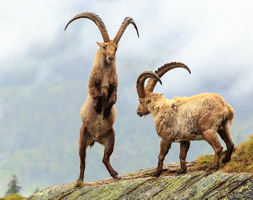 Alpine Ibex