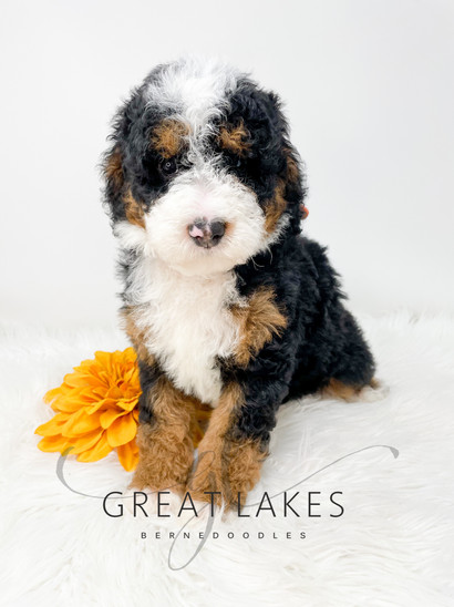 Multigen bernedoodle hotsell