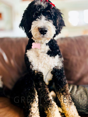Gidget.JPEG