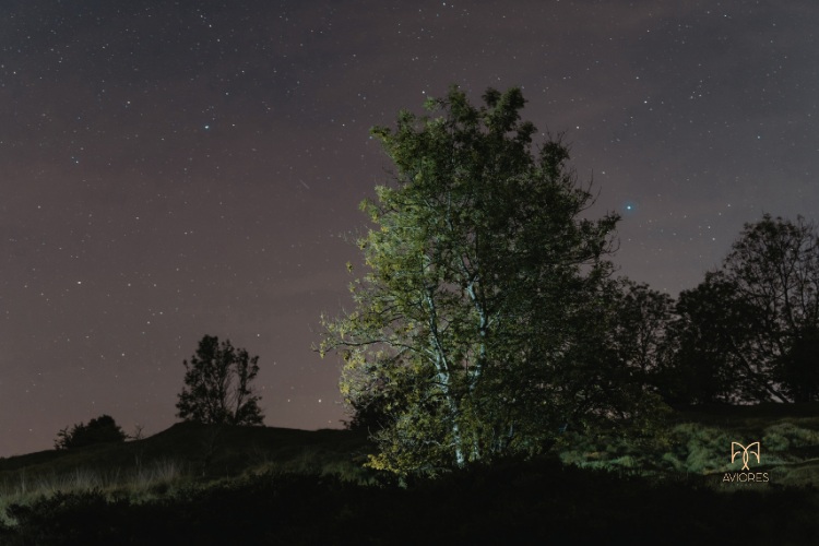balık burcu özellikleri, balık burcu kadını, balık burcu erkeği, yükselen balık, neptün balık burcunda, balık burcu aşk hayatı, su grubu burçlar, astrolojide 12. ev