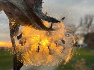                  Herbal Books of Interest