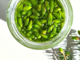 Sirop de bourgeons d’épicéa