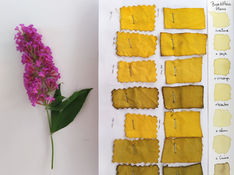 Teinture aux fleurs de Buddleia