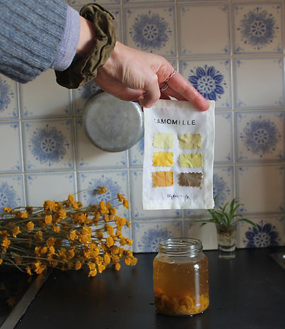 Nuanciers botaniques de camomille jeune