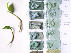 Teinture à la renouée des teinturiers