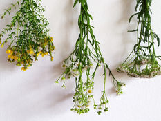 Séchage de végétaux