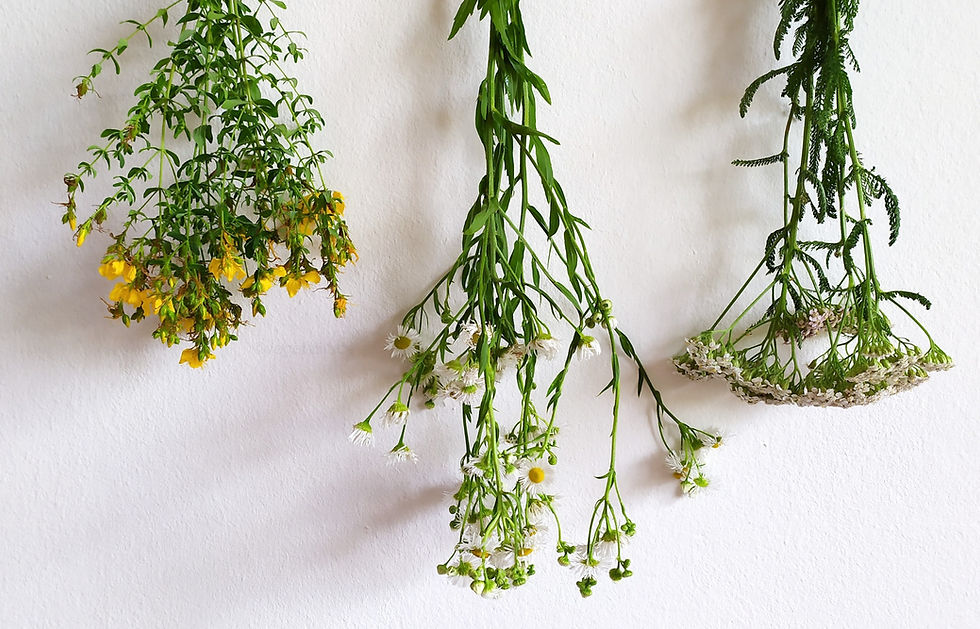 Séchage de végétaux