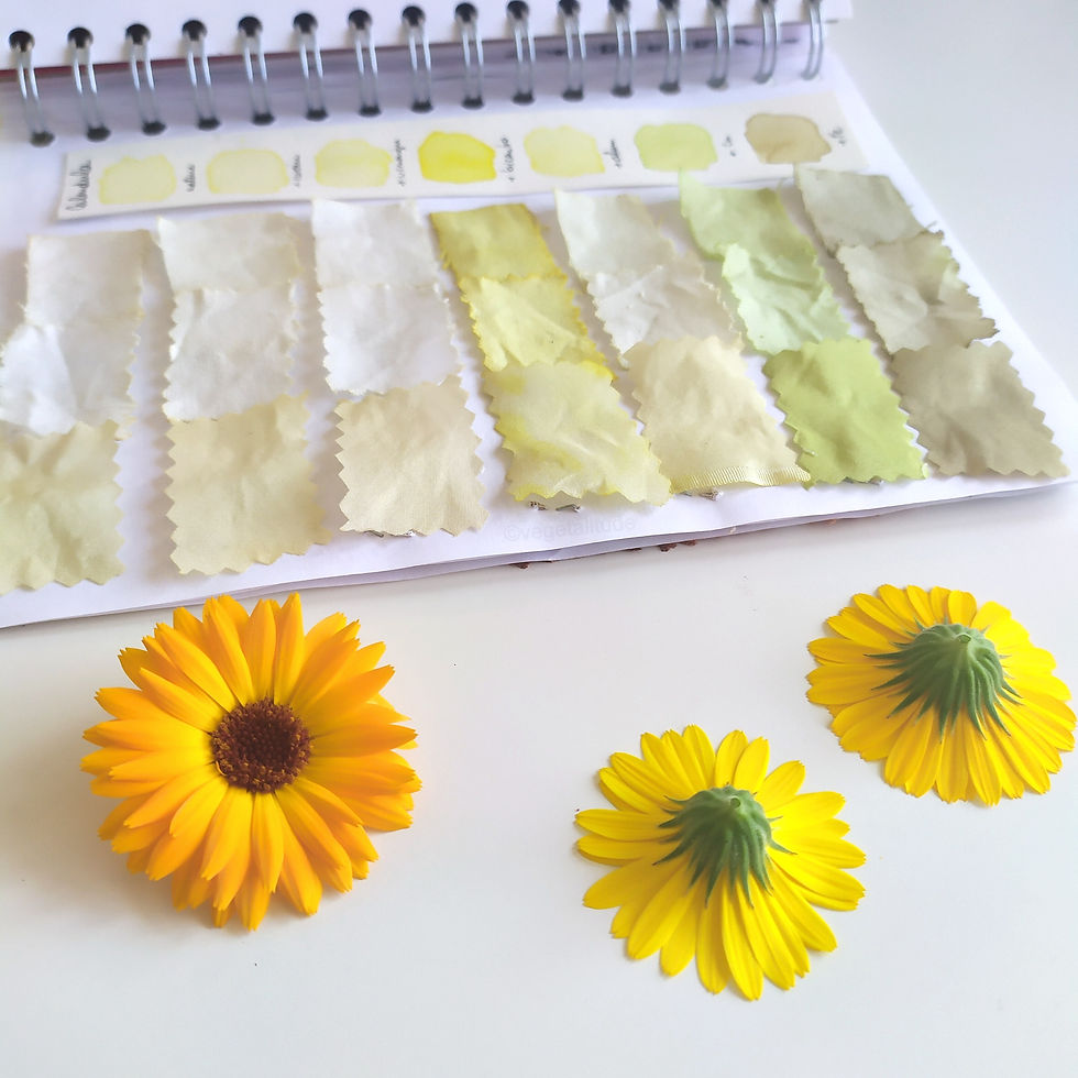 teinture végétale aux fleurs de calendula