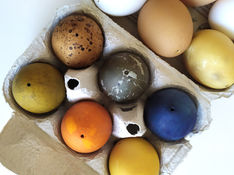 Teindre des œufs naturellement grâce aux teintures végétales