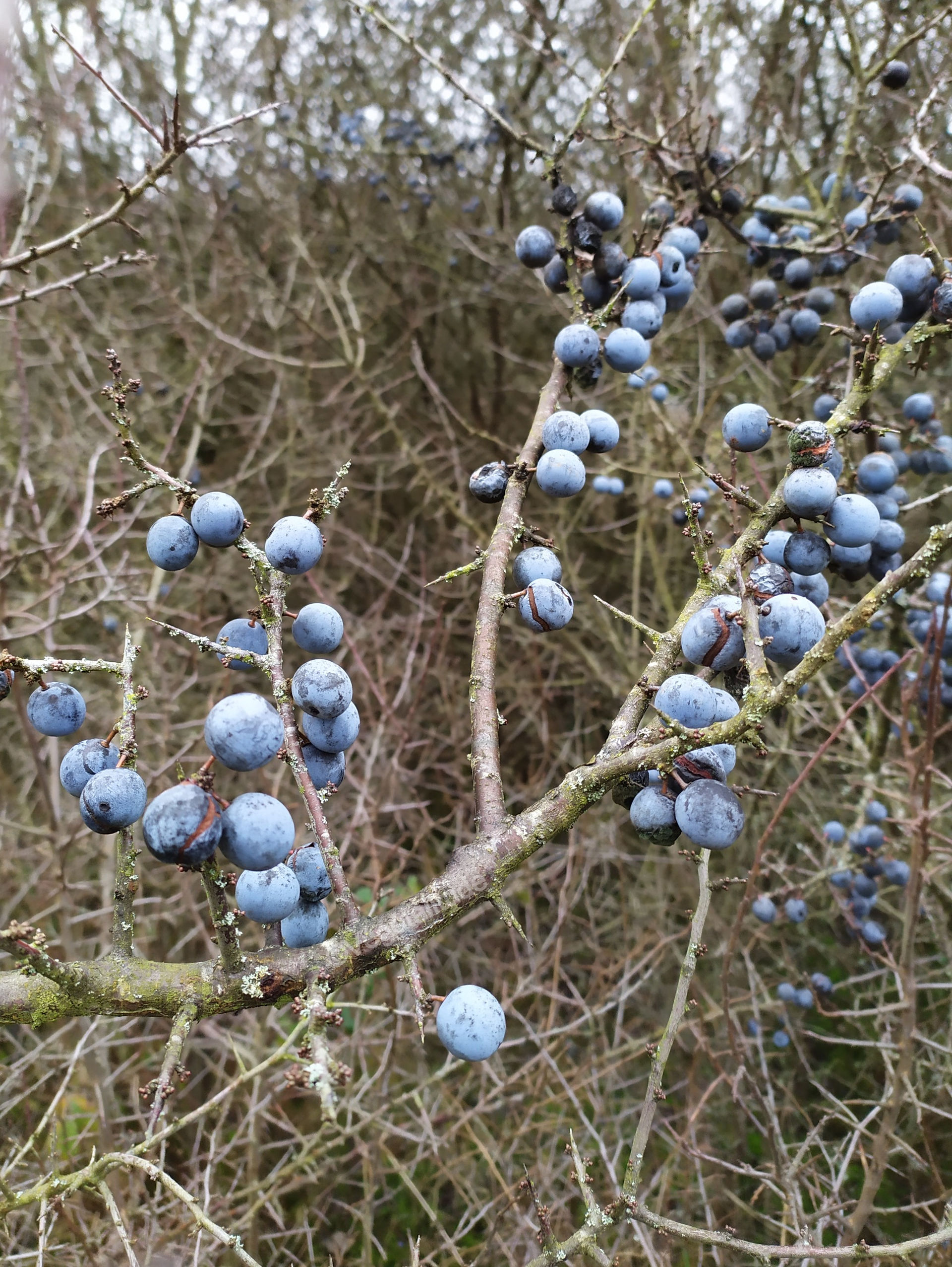 prunelier et prunelles