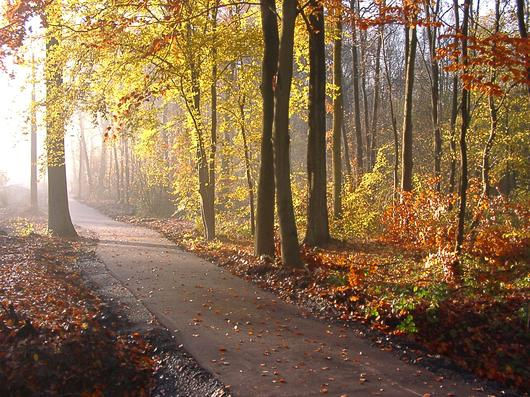 [Entraînement] Forêt à St Amand