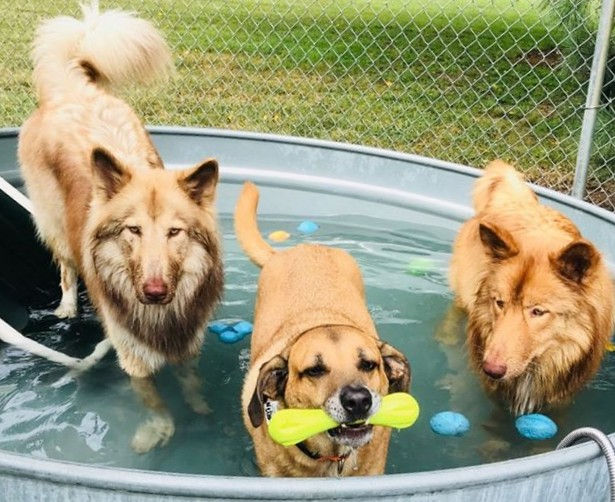 DaBoysPool