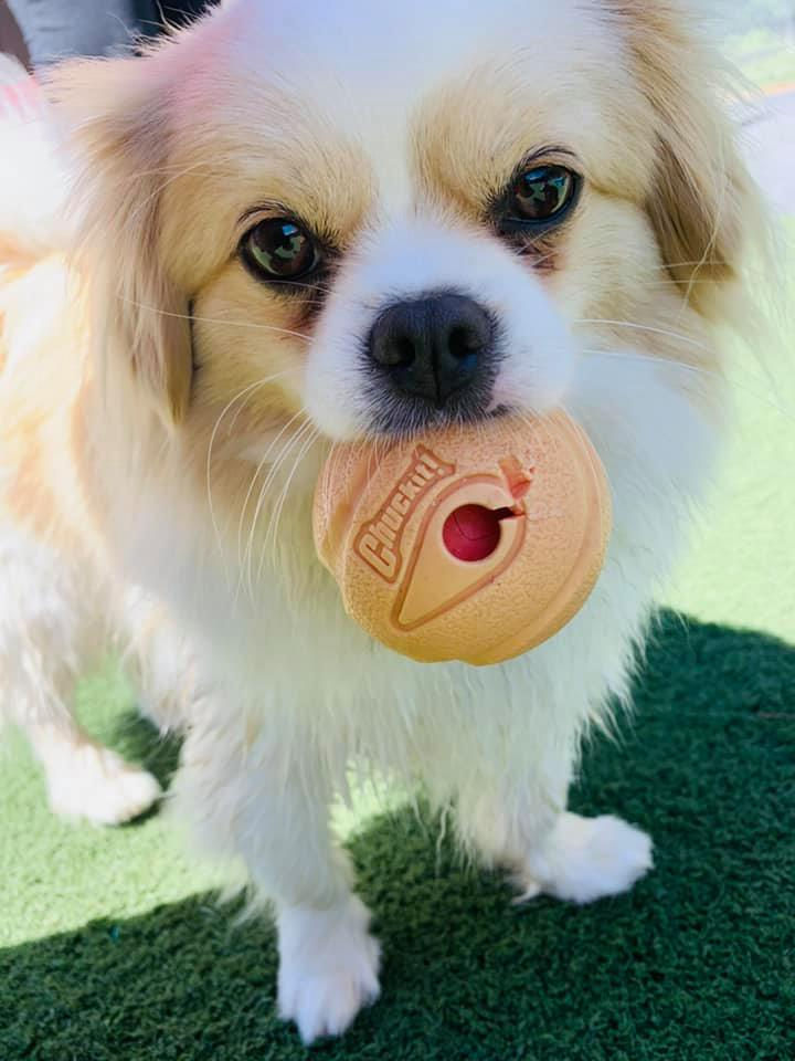 SandyBallCloseUp