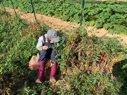 Harvesting tomatoes