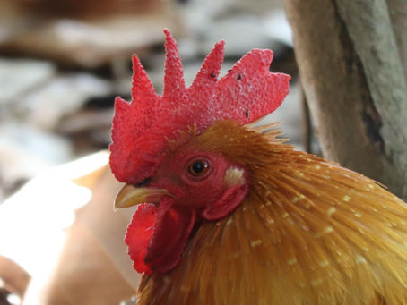 Is a chicken just a chicken? Or - What is Regenerative Agriculture?