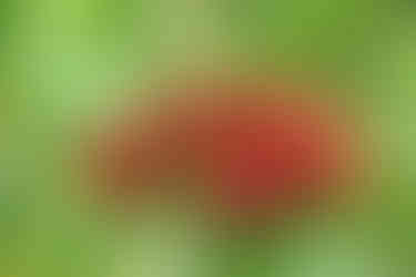 Canvas of Minutiae: Macro Flower Before the Photo Enhancement