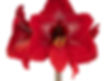 Amaryllis (choose a color)