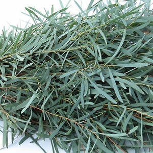 Willow Eucalyptus