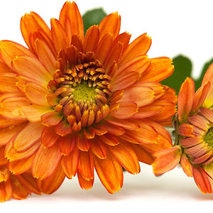 Mums (choose a color)