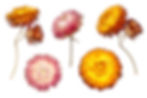 Strawflower (choose your color)
