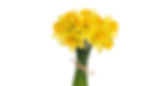 Daffodils