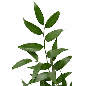 Italian Ruscus