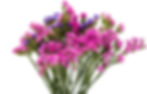 Pink Limonium