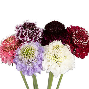 Scabiosa (choose your color)