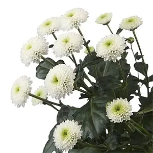 White Button Poms