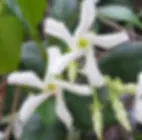 Star Jasmine