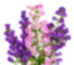 Campanula