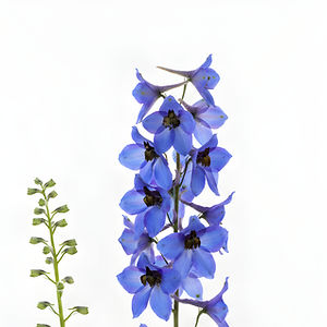 Delphinium Sea Waltz (White, Light Blue, Blue)