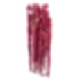 Hanging Amaranthus (burgundy)
