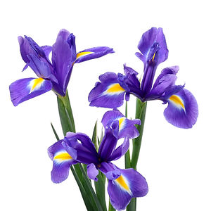 Purple Iris