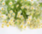 Chamomile