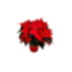 Poinsettias