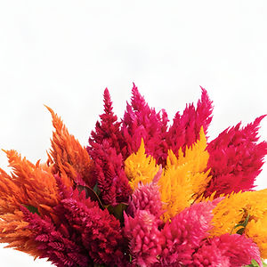 Celosia Roquette (choose a color)
