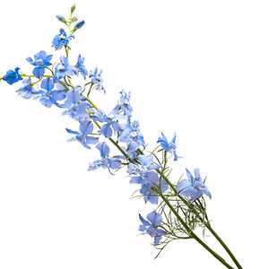Wild Delphinium
