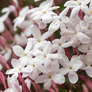 Pink Jasmine